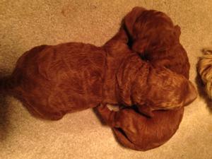 Two Male Miniature Goldendoodles Born on Feb. 28 F1b puppies #5 and #6. Dark Red Iowa Puppies for sale. 